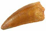 Serrated Raptor Tooth - Real Dinosaur Tooth #347072-1